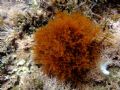Laurencia sp.